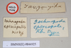 CollectionObject 1557409; NHMUK(SF IMPORT DUPLICATE) 844925, aec714da-ab35-4aa6-987c-746d0eb5e90d: copyright Natural History Museum, London. female, data labels (syntype). (CollectionObject).