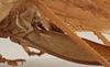 CollectionObject 1564314; da493302-2845-4b22-9f4b-946a202fc94c: female ovipositor (syntype). (CollectionObject).
