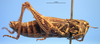 CollectionObject 1575545; 79669ff7-6a39-4ef7-95f5-bd0abad818a4: female, lateral view (syntype of Gomphocerus livoni). (CollectionObject).