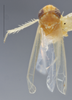 Habitus, dorsal view: !! display not done !! on Empoasca (Empoasca) ledesma Ross, 1959: Dorsal. (Observation).