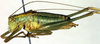 male, lateral view (holotype). Depicts CollectionObject 1500676; cb749ea2-8514-402b-a63b-3e7198b391f8, a CollectionObject.