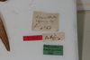 CollectionObject 1505791; b3801d44-1fe5-4103-9de9-dc2106ee58e1: female, labels (syntype). (CollectionObject).