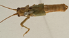 CollectionObject 1529774; 9618a0b6-a1f2-45b2-b71c-af22c0038e8f: male, dorsal view (syntype). (CollectionObject).