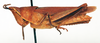 CollectionObject 1573936; 140ac877-b84f-435a-b9e6-9823e8d3a7ff: female, lateral view (paratype of Tanita obesa). (CollectionObject).