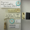CollectionObject 1595411; 708135aa-d470-4bf9-afe7-c71dddd68ff1: Nysius marginalis. Syntype. (BMNH) - (CC BY-NC 4.0) Photo by Stuart Cole, reproduced with permission from the Natural History Museum, London, UK. (CollectionObject).