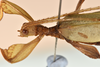 CollectionObject 1561222; 8a0a2a9e-096a-4f6a-abba-2291f255338b: copyright QM. male: head & thorax, lateral view (holotype). (CollectionObject).