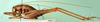 CollectionObject 1500217; 6c55a45a-7869-41f1-bc12-e8d7232b2bad: male, lateral view (syntype). (CollectionObject).