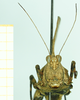 CollectionObject 1584423; 50e717fc-a147-40dd-8e28-074efb3b2ac3: male, frontal view. (CollectionObject).