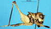 CollectionObject 1507255; 2d41d067-ee7b-46f0-a407-e651ecd74f39: male, lateral view. (CollectionObject).