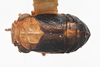 Habitus, dorsal view: !! display not done !! on Aphelonema decoratum (Van Duzee, 1908): (Observation).