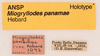 CollectionObject 1477770; 68a4550e-ec7f-4988-8bf3-064a7fd89dab: labels (holotype). (CollectionObject).