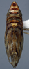 Habitus, dorsal view: (Observation).