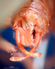 CollectionObject 1500717; ceda8db4-2a26-40d2-80e6-b1e51b91371a, DORSA BTtylinhS01: male cerci (lectotype of Tylopsis inhamata). (CollectionObject).