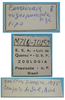 CollectionObject 1542728; DEES #10159, e6f02790-845a-4ebd-9e1e-4f9413302377: labels (holotype of Ferreiraia nigropunctata). (CollectionObject).