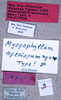 CollectionObject 1534506; ce5c044c-63a5-4c64-bd5b-3821a3e5c63a: labels (holotype). (CollectionObject).