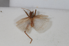 CollectionObject 1505638; 0bbf1226-1d82-4644-b188-e18f054a49e6: Male, dorsal view (syntype). (CollectionObject).