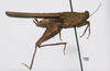 CollectionObject 1599704; 72ebb6c2-472b-4856-8ef3-2eeacafdd33c: female, lateral view (holotype). (CollectionObject).
