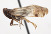 Habitus, lateral view: (Observation).