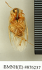 Hemelytroblatta (Mollidentoblatta) simillima (Chopard, 1929): Copyright Natural History Museum, London. Paratype (adult male) in BM(NH). Ventral view. (Otu).