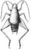 CollectionObject 1525214; e3360731-ec39-4fcb-93d1-70ae919b46f0: Fig. 4 (after allotype). male, dorsal view (body length 8 mm, pronotum 5.1 mm, hind femur 5.4 mm). (CollectionObject).