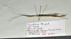 CollectionObject 1597621; d062c303-0caf-4154-b1b4-6839afd9df4b: copyright QM. male, lateral view (holotype). (CollectionObject).