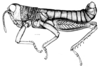Tebacris nigrisoma Cigliano, 1989: Fig. 194. male habitus. (Otu).