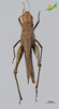 CollectionObject 2243703; Unioeste Cascavel K-0782, a737c70c-82e1-49f2-9bf5-c7731360d5c6: Female, dorsal view. (CollectionObject).