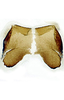 Forewing on Cuerna arida Oman & Beamer, 1944: Female internal sternum VIII.<br>U.S.A., Arizona, Santa Cruz Co.,between Sonoita & Patagonia, INHS.<br> Photo: S. Krishnankutty. (Observation).