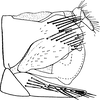 Pygofer, lateral view: Pygofer, lateral view. (Observation).