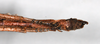CollectionObject 1557831; 340a164c-1069-4dc7-beff-4f98a72401ef: copyright QM. male: end of abdomen, ventral view (holotype). (CollectionObject).