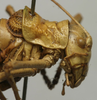 CollectionObject 1535213; 5fd71a3b-629e-4fb5-88c2-8e810bb04c56: male head and pronotum, lateral view (lectotype). (CollectionObject).