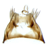 Pygofer ventral appendages, ventral view on Arocephalus (Arocephalus) languidus (Flor, 1861): Pygofer ventral appendages, ventral view. (Observation).
