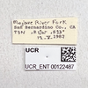 Other on Dyctidea nigrata Doering, 1940: (Observation).