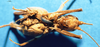 CollectionObject 1575887; c69968a9-c2c3-45af-ac48-2116095f2849: male, ventral view. (CollectionObject).
