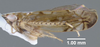 Habitus, lateral view: !! display not done !! on Scaphoideus (Latenus) veterator DeLong & Beery, 1936: (Observation).