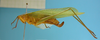 CollectionObject 1542908; DEES MZLQ-I0092'', 3d7f5832-f314-4965-ac8d-c6e1f84ce2c3: female, body lateral view (syntype of Ctenophorema balneare). (CollectionObject).