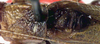 CollectionObject 1517249; 790287e2-1c7c-46fb-ad4a-2524fbd7f988: male pronotum and stridulatory area, dorsal view (holotype). (CollectionObject).
