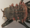 CollectionObject 1539671; 6686b549-8231-4b9f-99f9-f19f48ca5cb1: female pronotum, dorsal view (type). (CollectionObject).