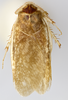 CollectionObject 1567085; 17d153a1-bdc8-4a98-b83e-a7c30b0f891e: Photo by Heidi Hopkins. Holotype, dorsal habitus. (CollectionObject).