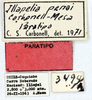 CollectionObject 1514415; 1f358c2a-8d5a-4044-a288-bb1032764540, MLP3494/1: labels (paratype). (CollectionObject).