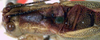 CollectionObject 1517289; 0df873c9-8691-4d6e-8de7-7dbcc16bbcc3: male pronotum and stridulatory area (holotype). (CollectionObject).