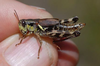Melanoplus stupefactus (Scudder, 1876): female. (Otu).