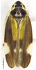 Habitus, dorsal view on Bundera bambusana Yang, Chen & Li, 2013: (Observation).