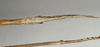 CollectionObject 1561157; 6525acf0-ecc8-4498-beeb-e2ae5001894c: copyright MIZ. female: end of abdomen, ventral view (lectotype). (CollectionObject).