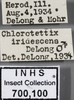 Other: !! display not done !! on Chlorotettix iridescens DeLong, 1916: Labels. Labels for specimen used for face view. (Observation).