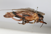 CollectionObject 1505595; 8209b147-3ead-4b8c-9622-f0fc486601df: female, lateral view (holotype). (CollectionObject).