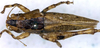 CollectionObject 1531396; 40dcd0b6-fbfb-440d-985a-30a8ceecc9e6: female, dorsal view (holotype). (CollectionObject).