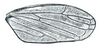 Forewing: !! display not done !! on Memnonia Ball, 1900: Memnonia brunnea, female, forewing. (Observation).