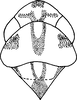 Head: Head, pro-, and mesothorax. (Observation).