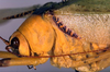 CollectionObject 1500503; dfc38884-7aad-4664-9e3f-a9dc9fd69d42, DORSA BTarascuHTM: male pronotum, lateral view (holotype). (CollectionObject).